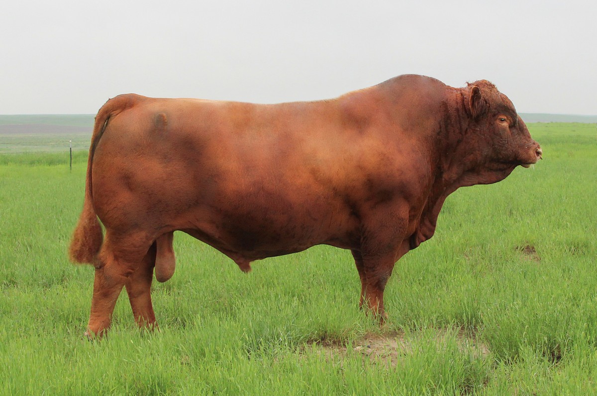 Davidson HisGift 166F